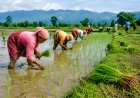 गौरिगंगा नगरपालिकामा धान रोपाइँ अन्तिम चरणमा