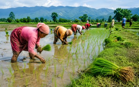 गौरिगंगा नगरपालिकामा धान रोपाइँ अन्तिम चरणमा